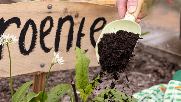 Urban farming and sustainable eating becoming increasingly popular (and with these tips, you can join in too) - Image